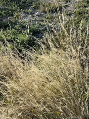 Aristida purpurea