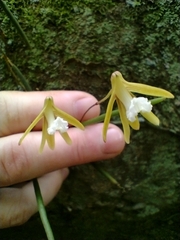Dendrobium striolatum