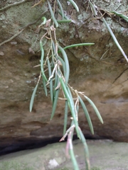 Dendrobium striolatum