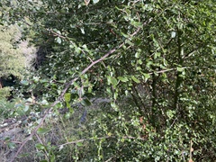 Ceanothus oliganthus sorediatus