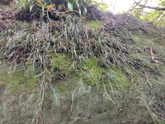 Dendrobium striolatum