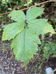 Rubus spectabilis