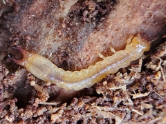 Dendroides ephemeroides