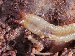 Dendroides ephemeroides
