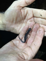Plethodon albagula