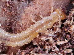 Dendroides ephemeroides