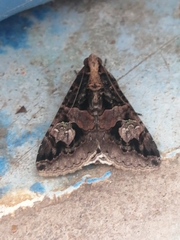 Melipotis famelica