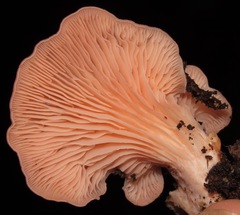 Pleurotus djamor roseus
