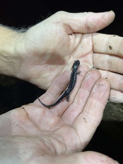 Plethodon albagula