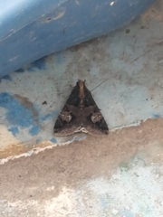 Melipotis famelica