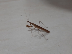 Musoniella