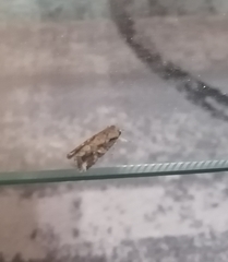 Lepidoptera