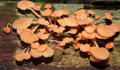 Favolaschia filopes