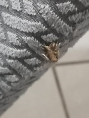 Lepidoptera