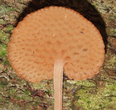 Favolaschia filopes