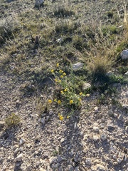 Psilostrophe tagetina