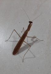 Musoniella