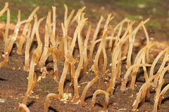 Sulzbacheromyces