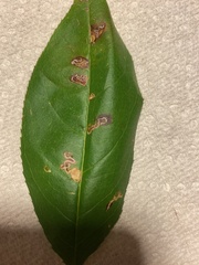 Stigmella