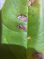 Stigmella