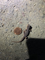 Taricha torosa