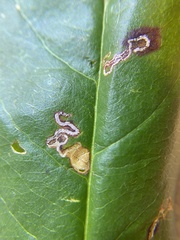Stigmella