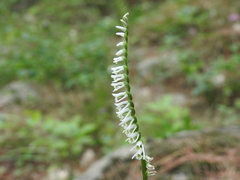 Spiranthes lacera lacera