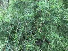 Kunzea leptospermoides