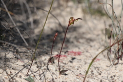 Caleana nigrita