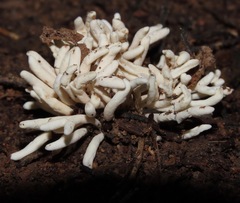 Ophiocordyceps araracuarensis