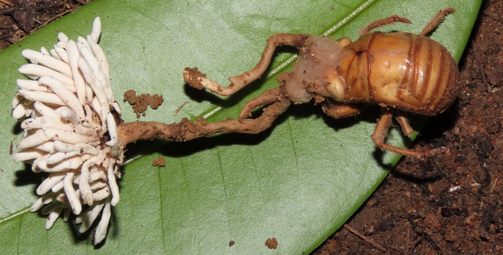 Ophiocordyceps araracuarensis