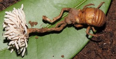 Ophiocordyceps araracuarensis