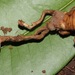 Ophiocordyceps araracuarensis - Photo (c) Rich Hoyer,  זכויות יוצרים חלקיות (CC BY-NC-SA), הועלה על ידי Rich Hoyer