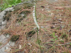 Spiranthes lacera lacera