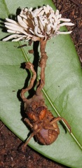 Ophiocordyceps araracuarensis