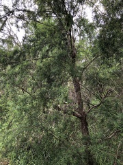 Kunzea leptospermoides