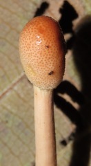 Paraisaria gracilioides