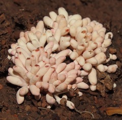 Ophiocordyceps araracuarensis