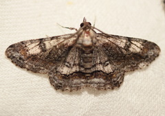 Cleora displicata