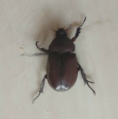 Trypoxylus dichotomus tsunobosonis