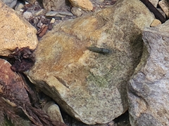 Caridina multidentata