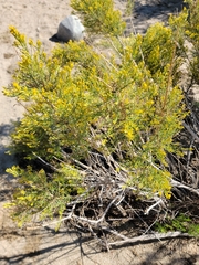 Ericameria paniculata