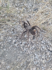 Aphonopelma iodius