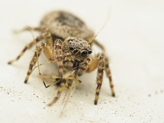 Mexigonus