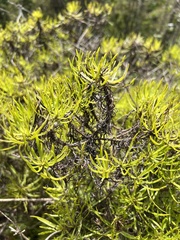 Darwiniothamnus tenuifolius