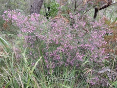 Boronia thujona