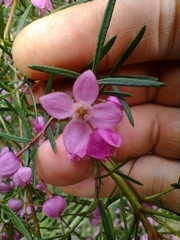 Boronia thujona