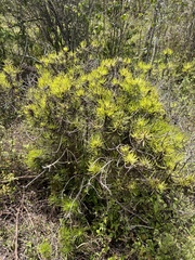 Darwiniothamnus tenuifolius