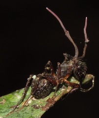 Ophiocordyceps