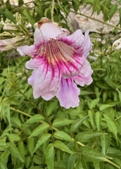 Podranea ricasoliana